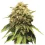 Special Queen #1 (Royal Queen Seeds)