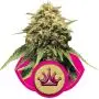Special Queen #1 (Royal Queen Seeds)