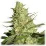 Special Queen #1 (Royal Queen Seeds)