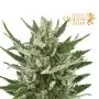 Speedy Chile Fast Flowering (Royal Queen Seeds) 3 graines