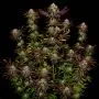 Tangerine Sorbet (Paradise Seeds)