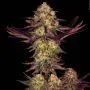 Tangerine Sorbet (Paradise Seeds)
