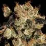 White Berry (Paradise Seeds)