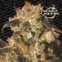 White Berry (Paradise Seeds)
