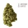 White Choco Autofloraison (Amsterdam Genetics) 3 graines