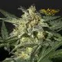 White Widow Auto (Greenhouse Seeds)