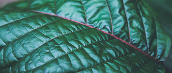 Kratom - Qu'est-ce que le Kratom et quels en sont les effets ?