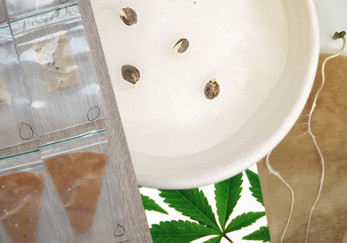 germer graines cannabis