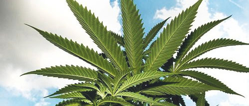 5 Plantes de cannabis bizarres qui repoussent les limites de la culture du cannabis