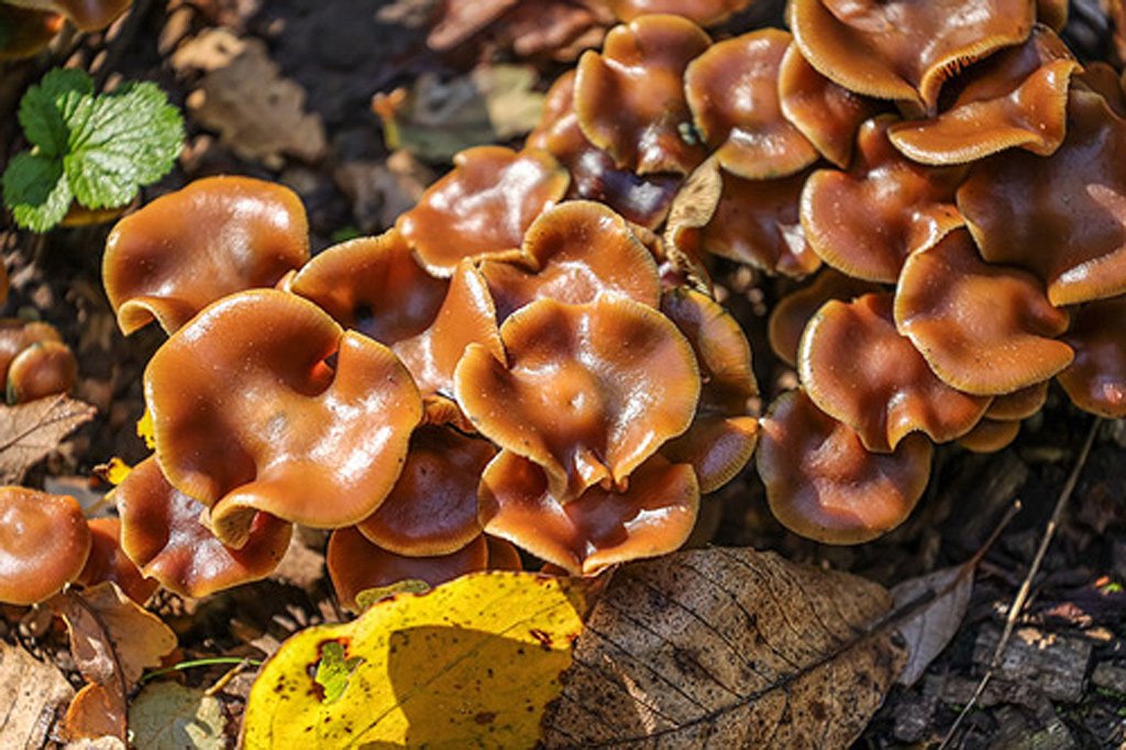 Psilocybe azuré (Psilocybe cyanescens)