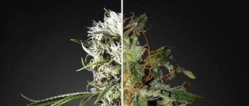 Indica vs. Sativa - Effet Stone ou High ? Quels effets attendre du cannabis ?