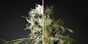 Indica vs. Sativa - Effet Stone ou High ? Quels effets attendre du cannabis ?