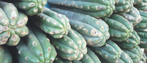 Cactus contenant de la Mescaline - Comment consommer le Peyotl et San Pedro ?