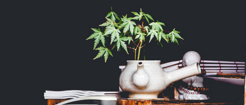 Culture du cannabis à floraison automatique : Mythes, avantages et points d'attention