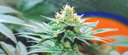 Amnesia Weed : Toutes les Sortes et Informations