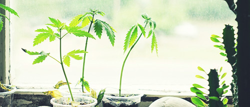 5 conseils pour la croissance de votre plante de cannabis
