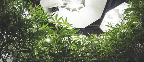 Plantes de cannabis sous la lumière de culture - Quelle doit être la puissance de la lumière ?