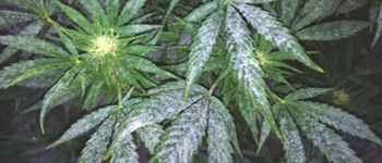 Problèmes de Feuilles de Plante Cannabis Partie 3 : Maladies mettant la vie de la plante en danger