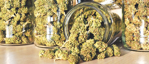 Voici les graines de cannabis à autofloraison avec le rendement le plus élevé