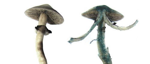 Est-ce la psilocybine qui rend les champignons hallucinogènes bleus ?