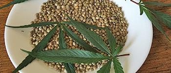 Acheter de graines de cannabis