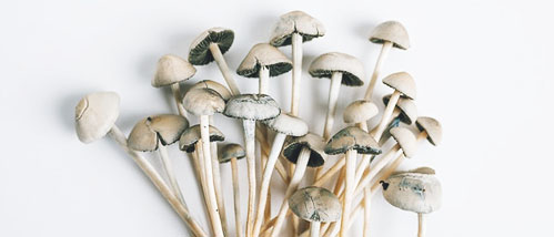 Copelandia Rapport - Faire Pousser des Shrooms