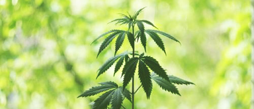 Les Meilleures Plantes de Cannabis à Autofloraison