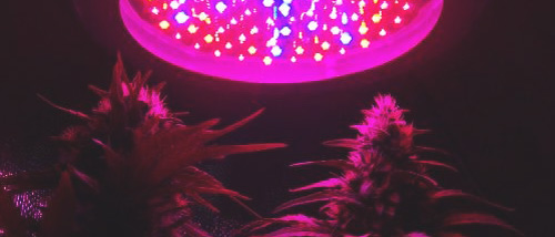 Lampe de culture LED pour cannabis : avantages et inconvénients