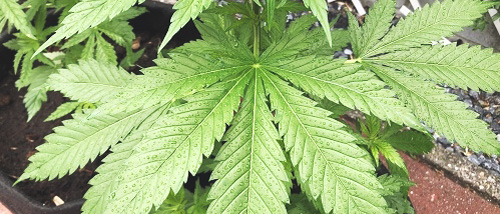 Que faire de ses plantes de cannabis par temps de pluie, d'orage ou de tempête ?