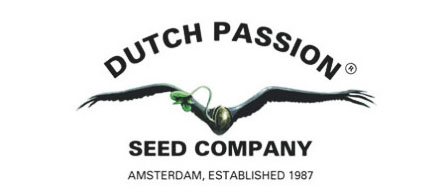 Dutch Passion graines
