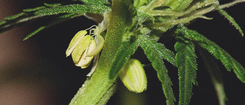 Un hermafrodiete parmi mes plantes de cannabis – Que faire ?
