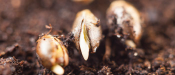 La découverte des plantes à vaporiser