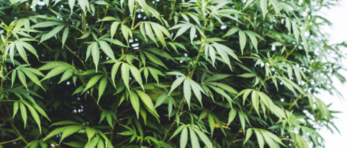 Le meilleur Variétés Cannabis Indica pour Notre Propre Cultiver
