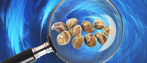 Microdosage Partie 4 – Graines de LSA, du LSD naturel ?