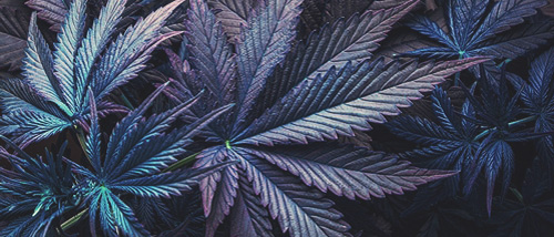 Purple Haze et Blueberry – Cultiver du cannabis violet en quelques étapes simples