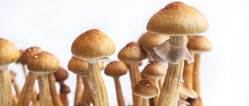 Culture de Champignons Hallucinogènes - Comment maximiser votre récolte de Champis