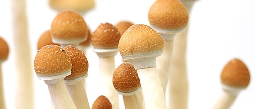 Rapport: Culture Champignons Golden Teacher