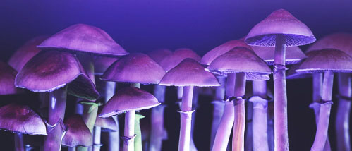 La lumière bleue peut-elle augmenter le rendement de votre kit de culture de champignons ?