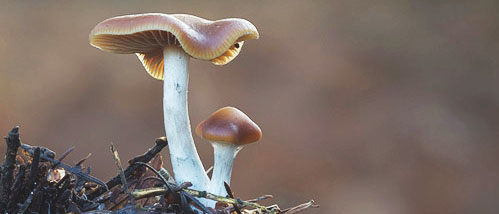 Comparez les truffes et les champignons hallucinogènes les plus forts !