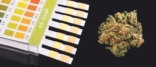 Le pH idéal pour la Culture du Cannabis