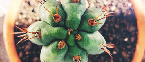 Cultiver le Cactus San Pedro : Germer des Graines et faire Pousser