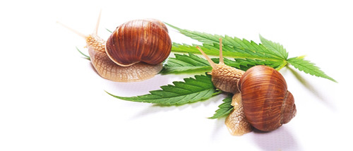 Combattre les escargots sur votre plante de cannabis 