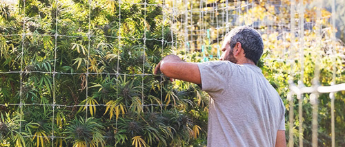 Un treillis pour un meilleur rendement de la culture du cannabis en extérieur