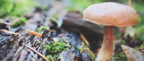 Champis et Magic Truffes : La gueule de bois