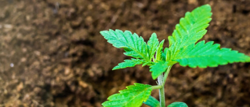 Culture de Cannabis dans de la Fibres de Coco : Culture Hydroponique