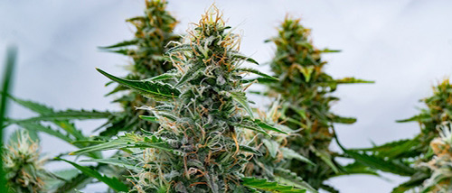 Rinçage Cannabis - Quand faut-il arrêter l’apport de nutriments pour une plante grandiose ?