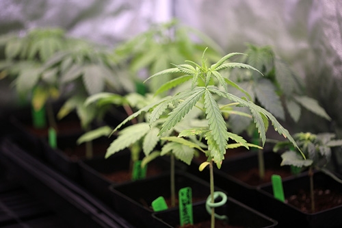Pourquoi la pré-croissance du cannabis peut augmenter votre rendement