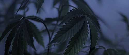Assombrir - Accélérer et Promouvoir la Floraison Cannabis
