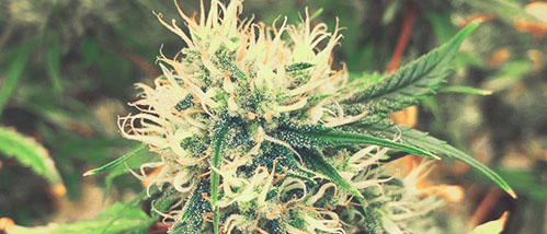 Cultiver du cannabis : les 6 tendances en matière de graines de cannabis de 2022