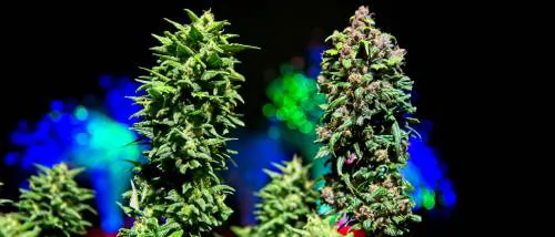 Explication sur le Phénotype dans les Plants de Cannabis